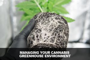 Managing Your Cannabis Greenhouse