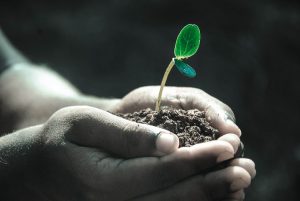 cannabis-greenhouse-humidity