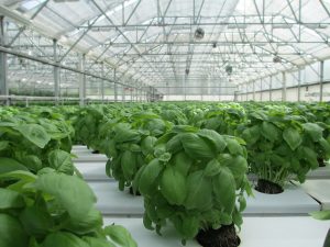 Cannabis-Greenhouse-Production