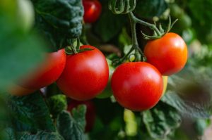 commercial-greenhouse-automation