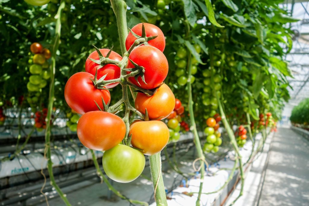 fertigation helps tomatoes grow in vertical garden greenhouse