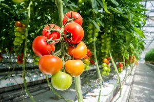 fertigation helps tomatoes grow in vertical garden greenhouse