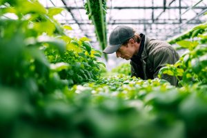 man at commercial farm
