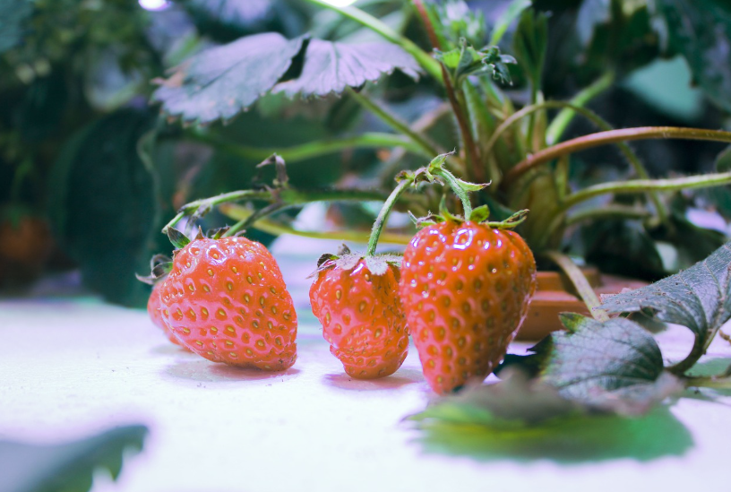 strawberry plant in commercial farm