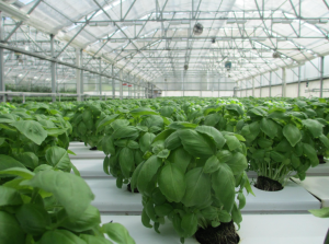 green plants with fertigation manager vertical farming