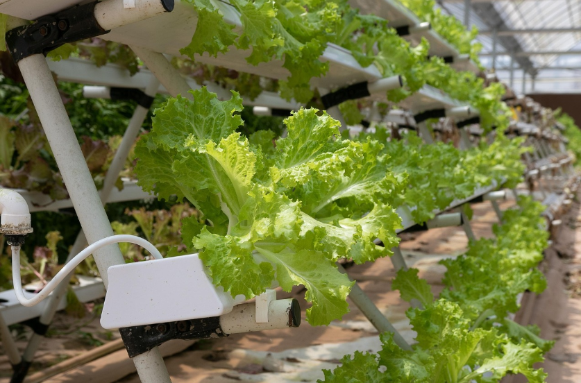 hydroponics commercial greenhouse with greenhouse censors