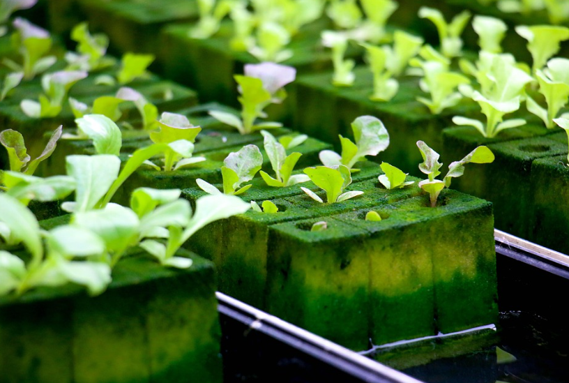 green plants in commercial indoor farm
