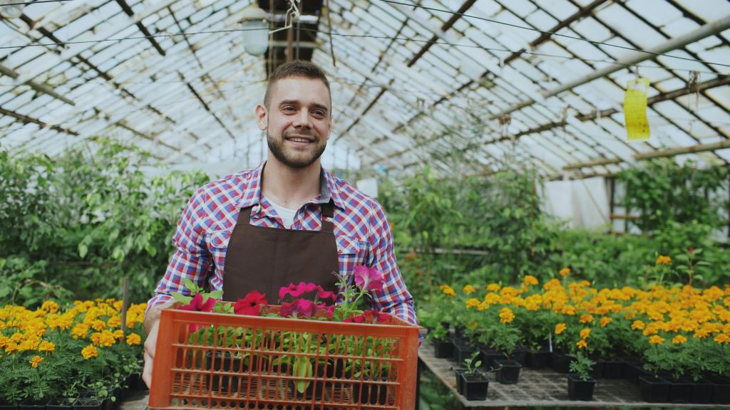 commercial farmer with box of produce in greenhouse with fertigation