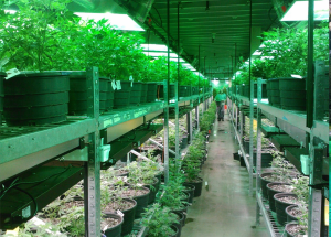 commercial marijuana farm