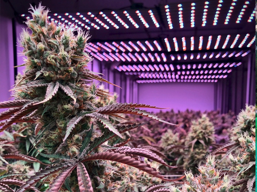 high value cannabis grows