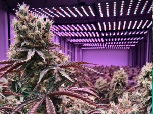 high value cannabis grows