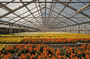 commercial greenhouse with red and yellow flowers