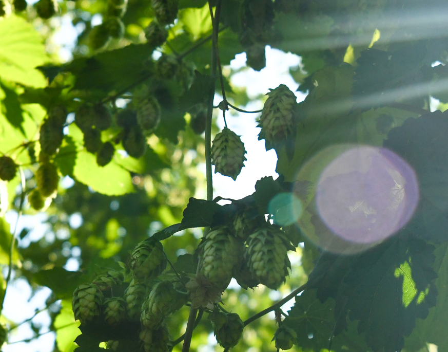 vertical farming