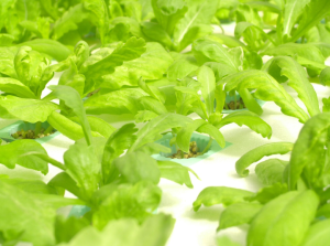indoor vertical farming